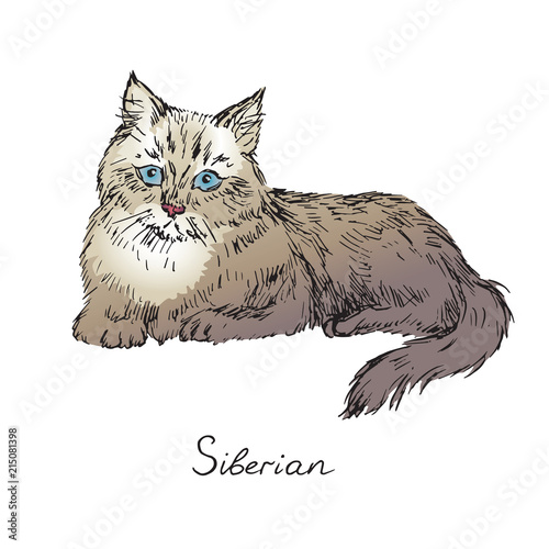 Siberian, cat breeds illustration with inscription, hand drawn colorful doodle, sketch, vector