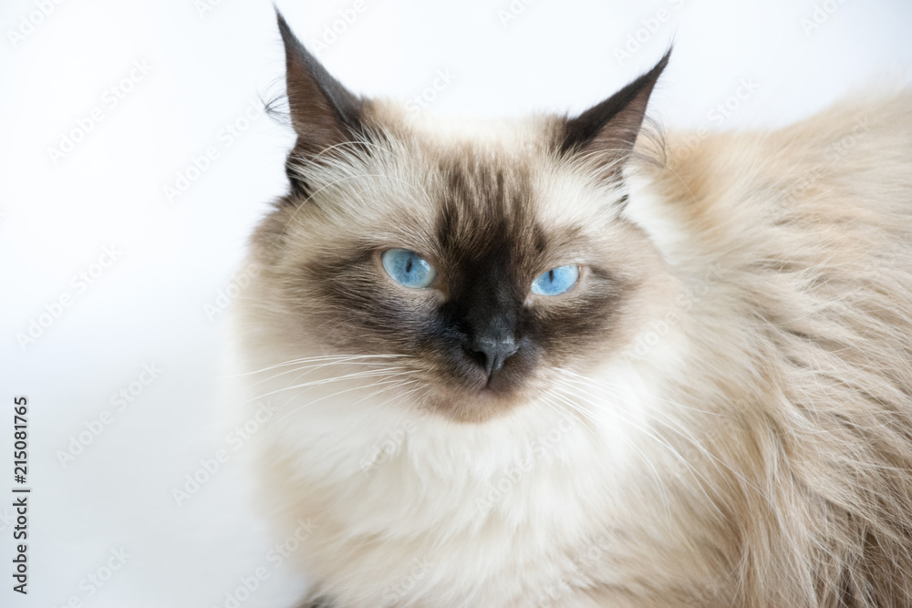 Beautiful cat siamese portrait close-up looks at the light