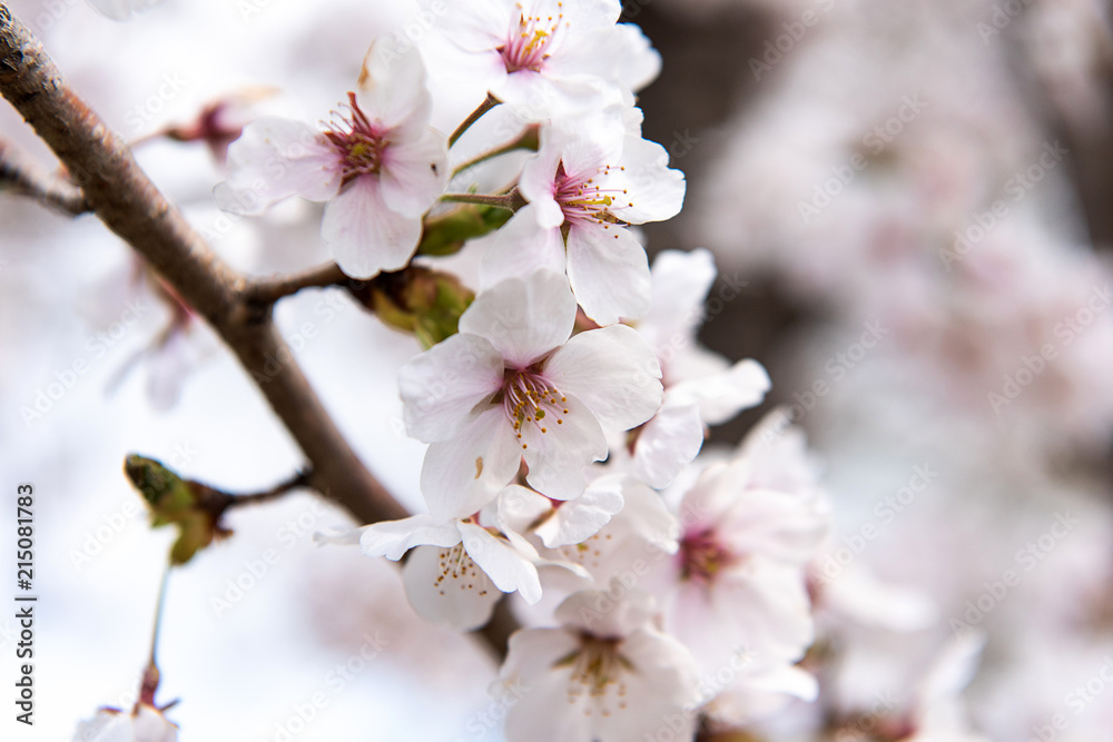Beautiful cherry blossom sakura in spring time. Beautiful cherry blossom sakura in spring time.