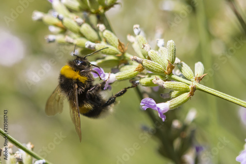 Hummel auf Lavendelblüten