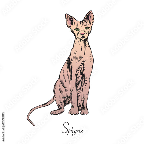 Sphynx, cat breeds illustration with inscription, hand drawn colorful doodle, sketch, vector