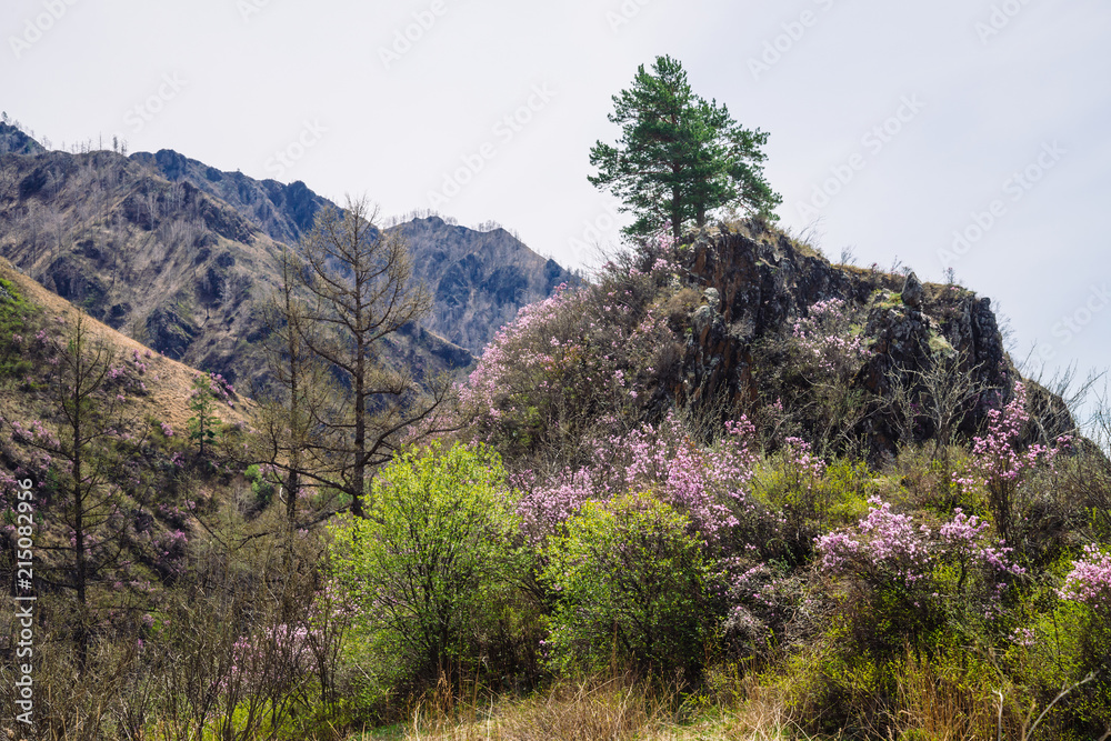 Beautiful rocky gray textured background with green trees and pink flowers. Surface mountain cliff close-up.