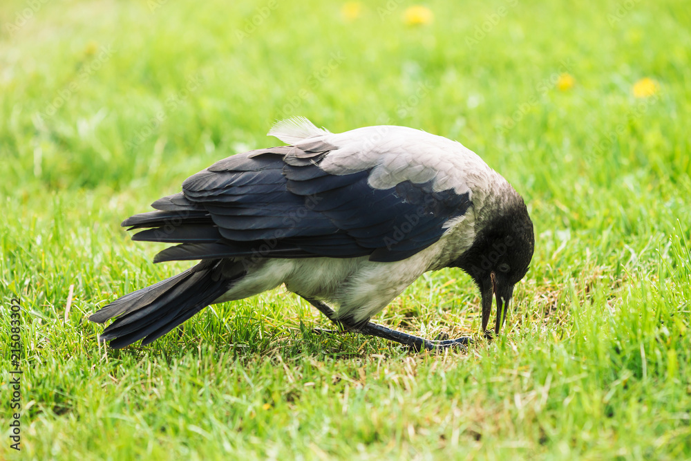Naklejka premium Black crow walks on green lawn with copy space. Raven on grass. Wild bird on meadow. Predatory animal of city fauna. Plumage of bird is close up. Detailed background of body of animal.