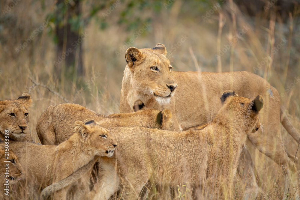 Lion Pride mom and loads of cubs Lion Pride mom and loads of cubs