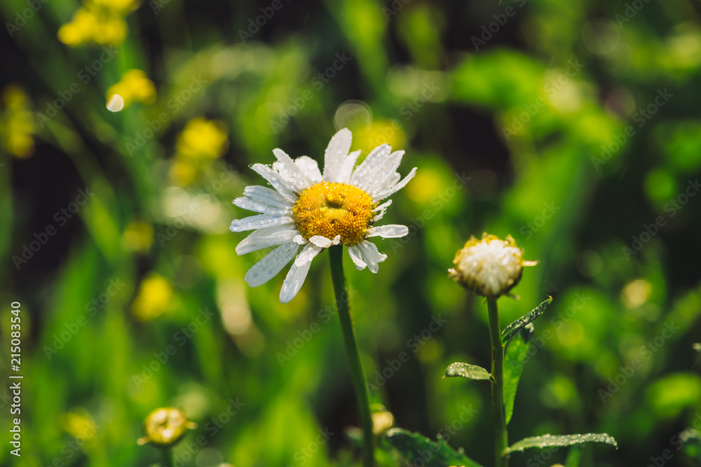 Chamomile in rainfall close up. Daisy in heavy rain in macro. Marguerite in downpour. Wet drops on beautiful flower. Rich vivid green grass in droplets. Background with plants in raindrops. Chamomile in rainfall close up. Daisy in heavy rain in macro. Marguerite in downpour. Wet drops on beautiful flower. Rich vivid green grass in droplets. Background with plants in raindrops.