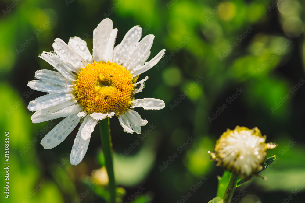 Chamomile in rainfall close up. Daisy in heavy rain in macro. Marguerite in downpour. Wet drops on beautiful flower. Rich vivid green grass in droplets. Background with plants in raindrops. Chamomile in rainfall close up. Daisy in heavy rain in macro. Marguerite in downpour. Wet drops on beautiful flower. Rich vivid green grass in droplets. Background with plants in raindrops.