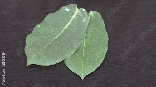 AKDA, AAK. Calotropis procera Asclepiadaceae flowers,aak leaf,aak leaf in hand,aak leaves,aakda leaves,aak leaf on wooden background,aak leaves on hand,aak leaves isolated photo