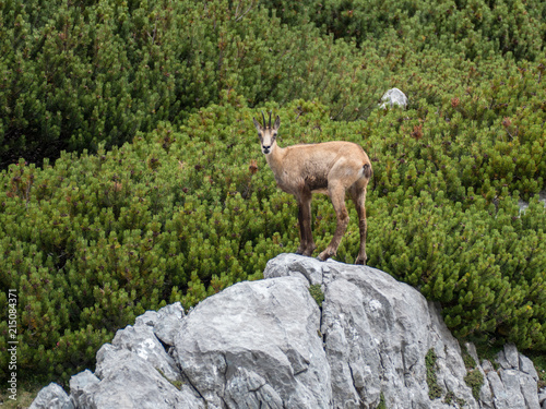 wild shy mountain goat in the nature