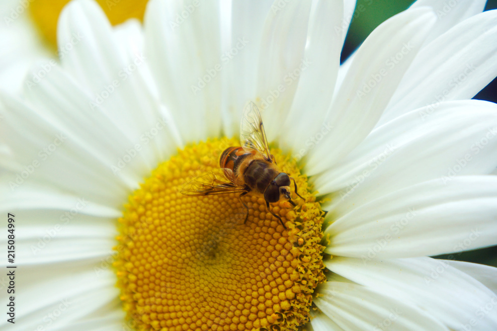 Bee on chamomile collecting honey Bee on chamomile collecting honey