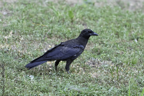 crow in a field