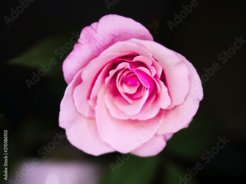 Beautiful pink rose flower for give someone in valentine day