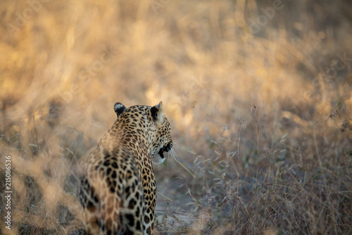 Leopard in the Bush © Darrel