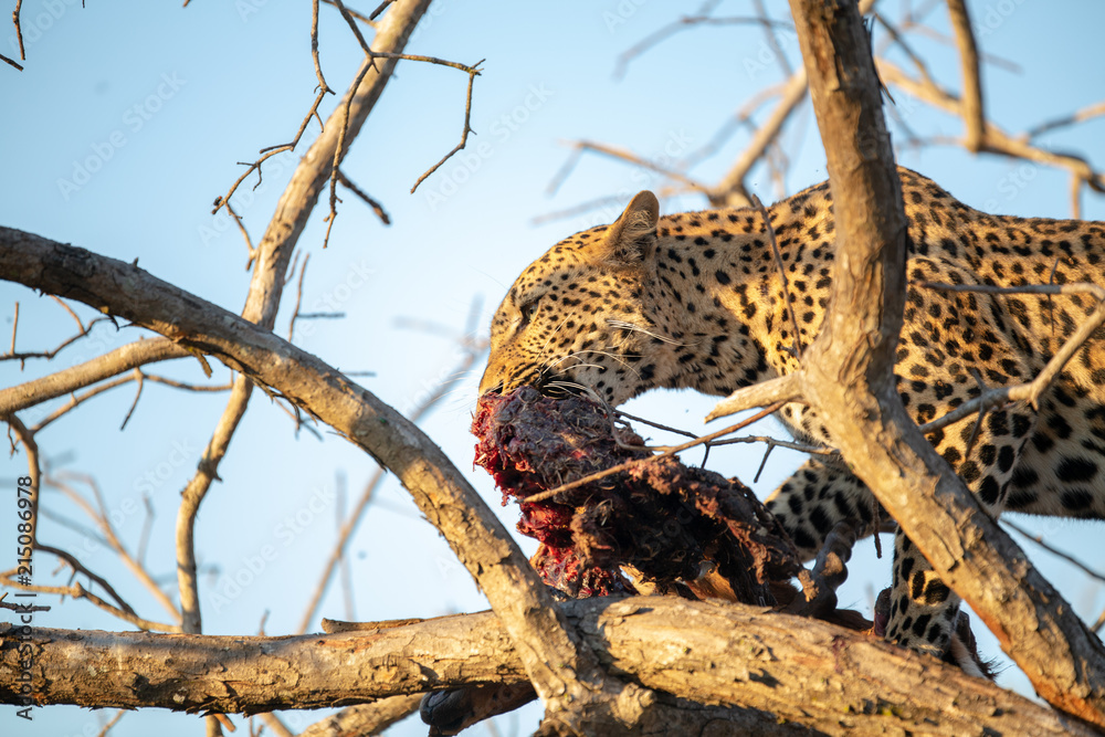 Obraz premium Leopard Feeding