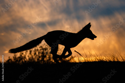red fox silhouette