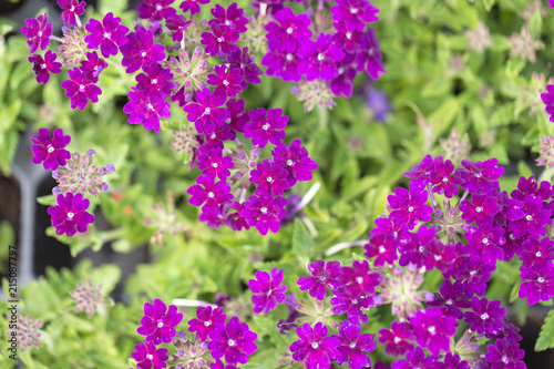 Fototapeta Naklejka Na Ścianę i Meble -  Purple flowers at a botanical garden