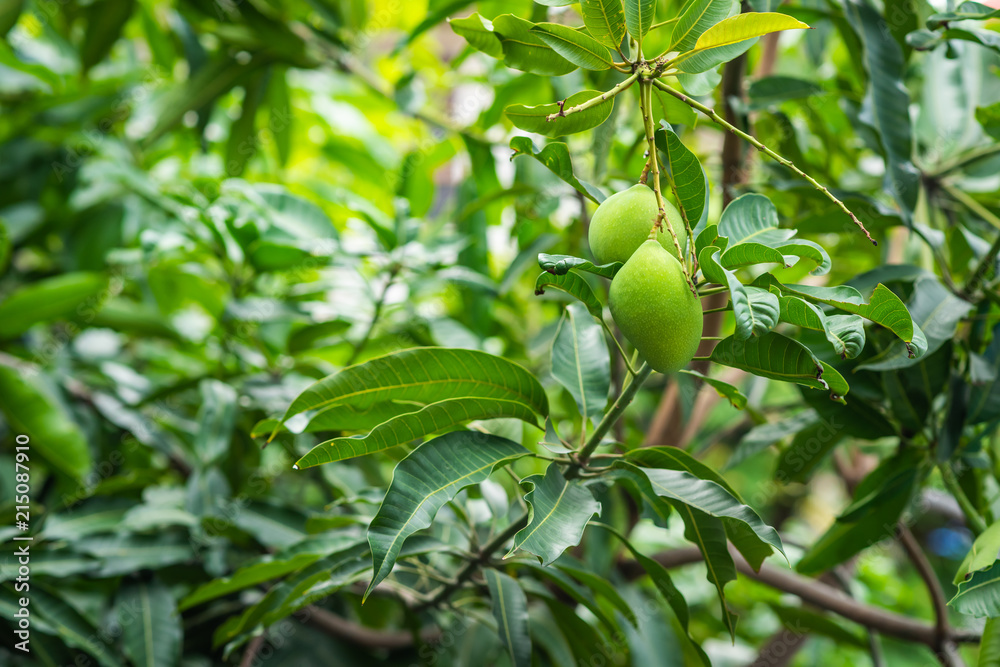 green mangoes hanging  from branch of mango tree