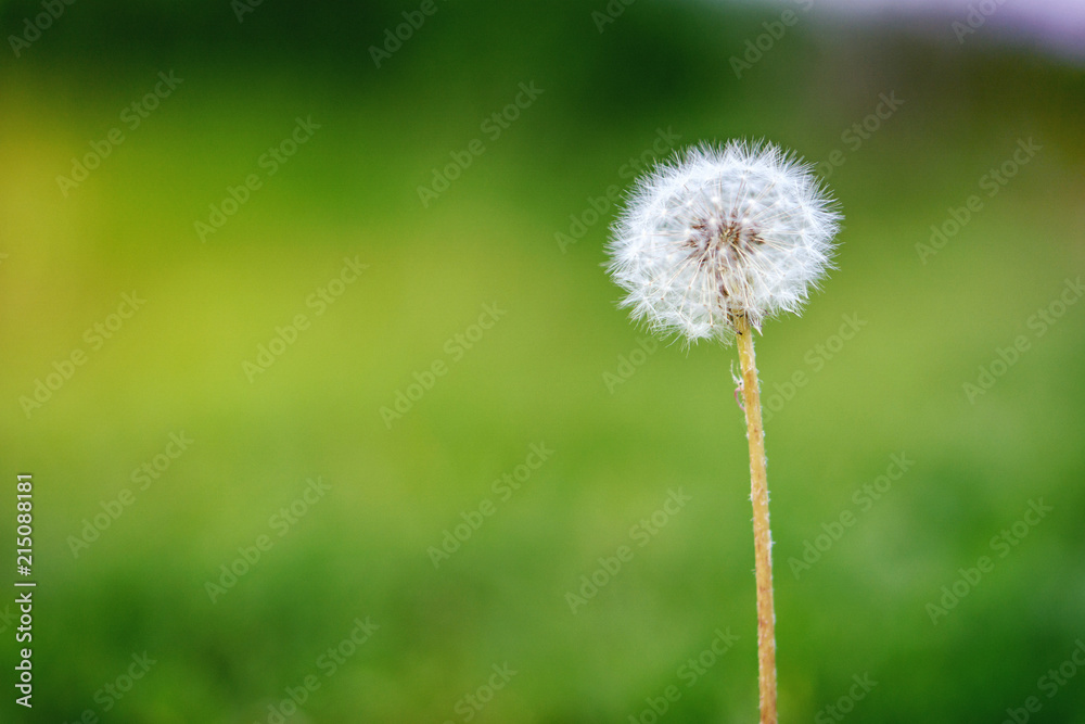 Dandelion flower on blur background
