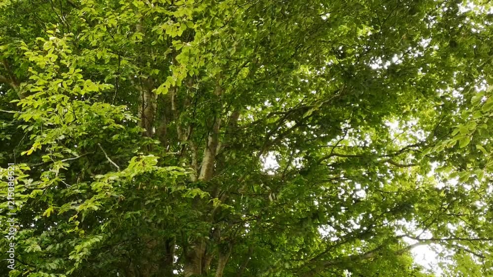 Beech tree Fagus sylvatica, looking up at leaves gently blowing in wind, SLOW PAN Beech tree Fagus sylvatica, looking up at leaves gently blowing in wind, SLOW PAN