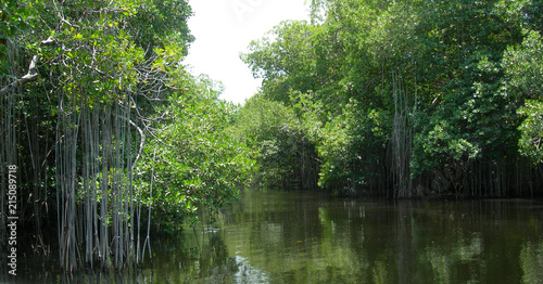 Mangrove swamp with hanging vines at Black River, Jamaica.