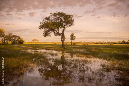 CAMBODIA KAMPONG THOM LANDSCAPE FIELD photo