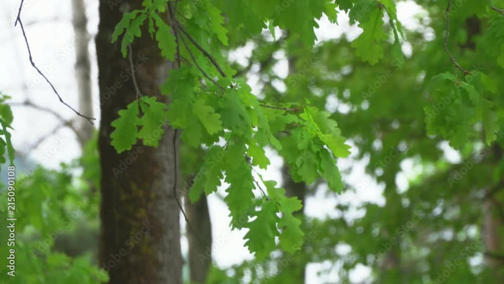 Big trees with oak leaves with natural sunlight and wind. Big trees with oak leaves with natural sunlight and wind.