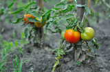  tomatoes in the garden