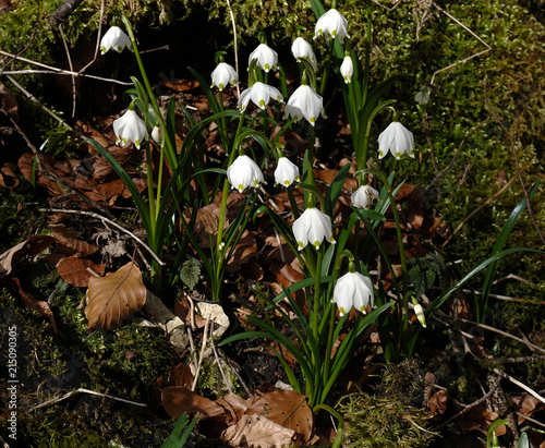 Maerzenbecher; Leucojum vernum; spring snowflake; photo