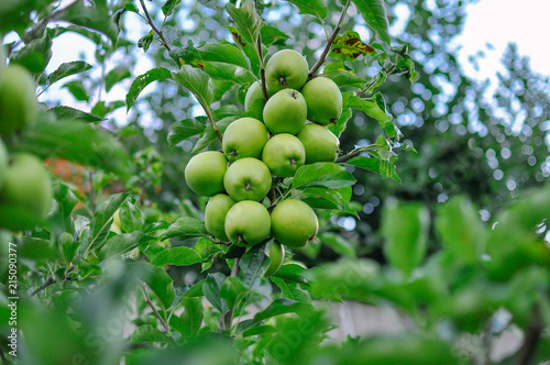  a lot of green apples on a branch