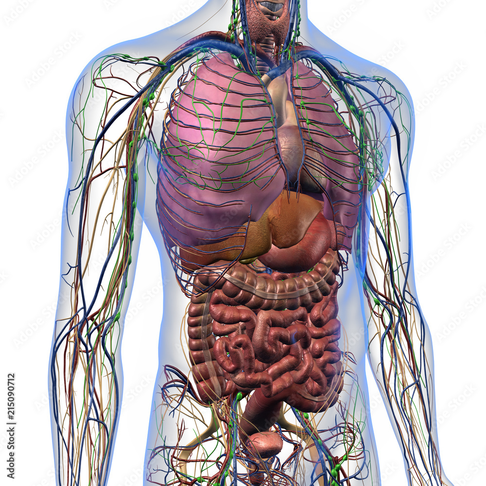 Male Internal Anatomy of Chest and Abdominal Area on White Background Stock  Illustration