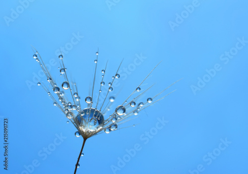 Fototapeta Naklejka Na Ścianę i Meble -  Water drop extreme closed up on dandelion seed