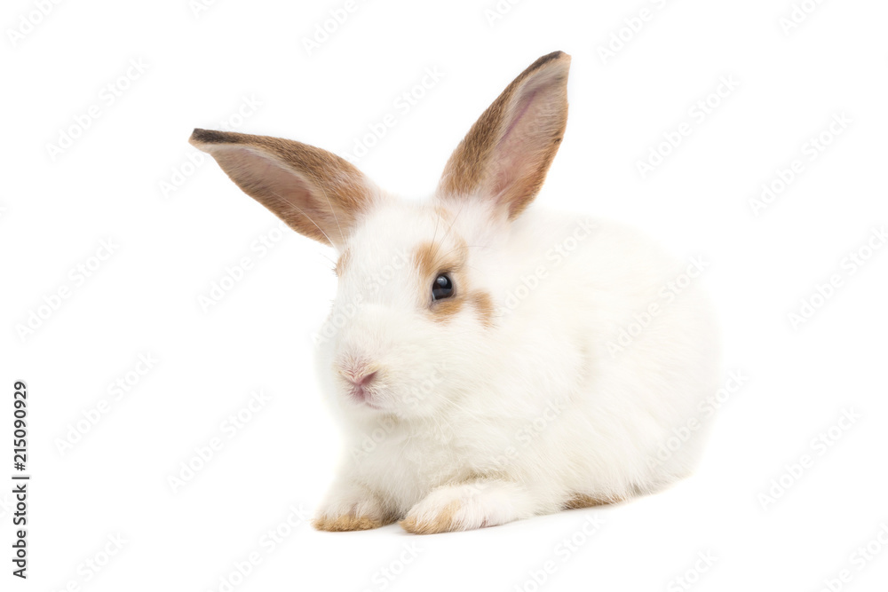 adorable baby rabbit on white background