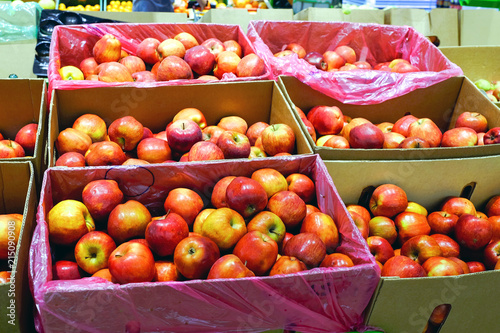 Crop of apples. Many typical ripe apples in a plastic box. photo