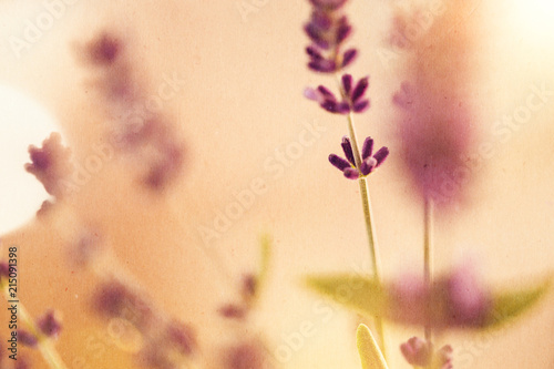Fototapeta Naklejka Na Ścianę i Meble -  Lavendel im Fokus