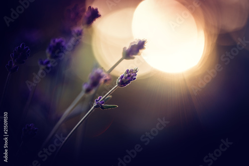 Fototapeta Naklejka Na Ścianę i Meble -  Lavendel im Abendlicht