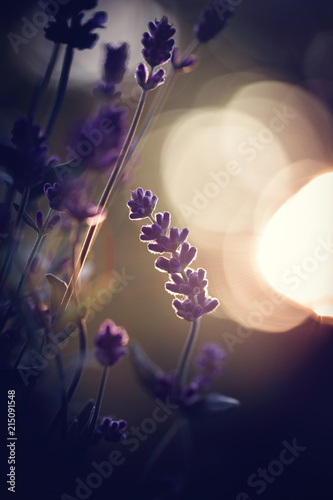 Fototapeta Naklejka Na Ścianę i Meble -  Lavendel im Abendlicht