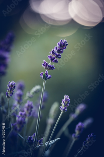 Fototapeta Naklejka Na Ścianę i Meble -  Lavendel im Abendlicht