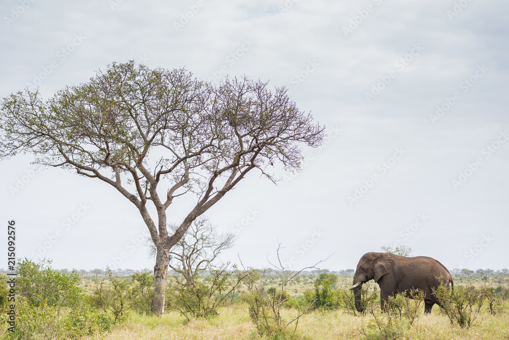 Fototapeta premium Wide shot of an Elephant standing near a tall tree