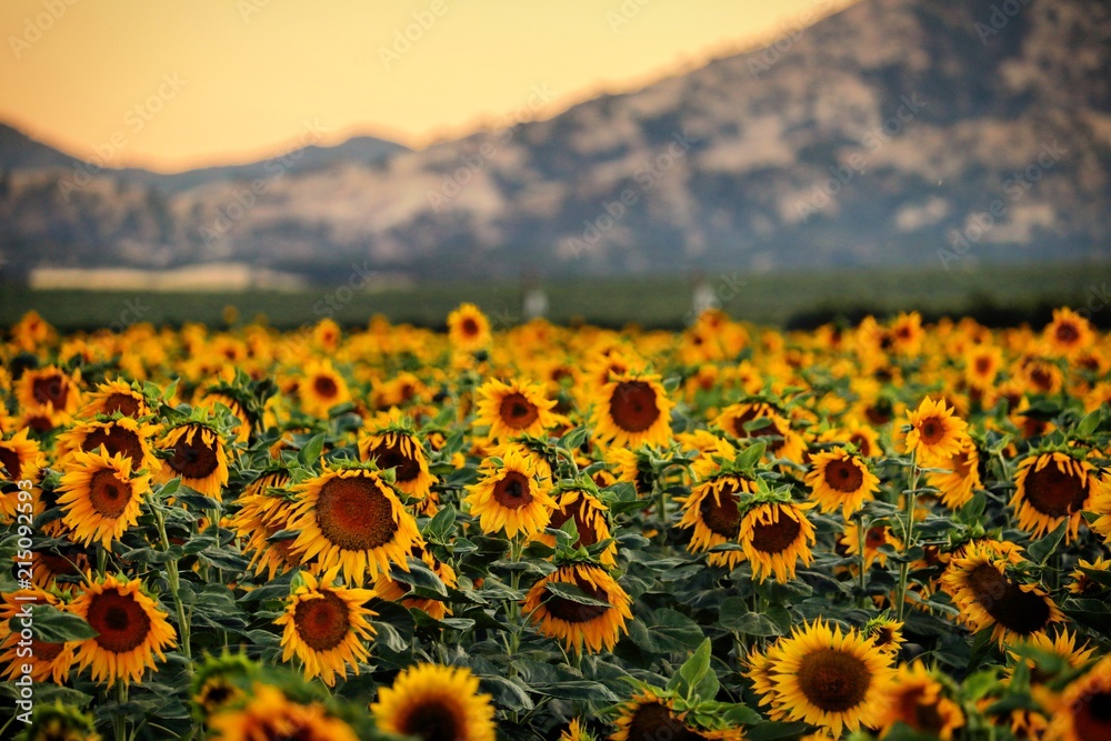 Obraz premium Sunflowers