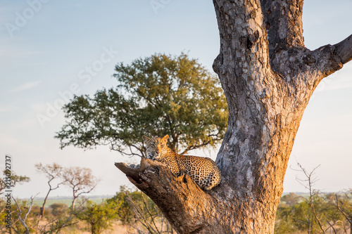 Beautiful Leopard in a tree on beautiful winters day
