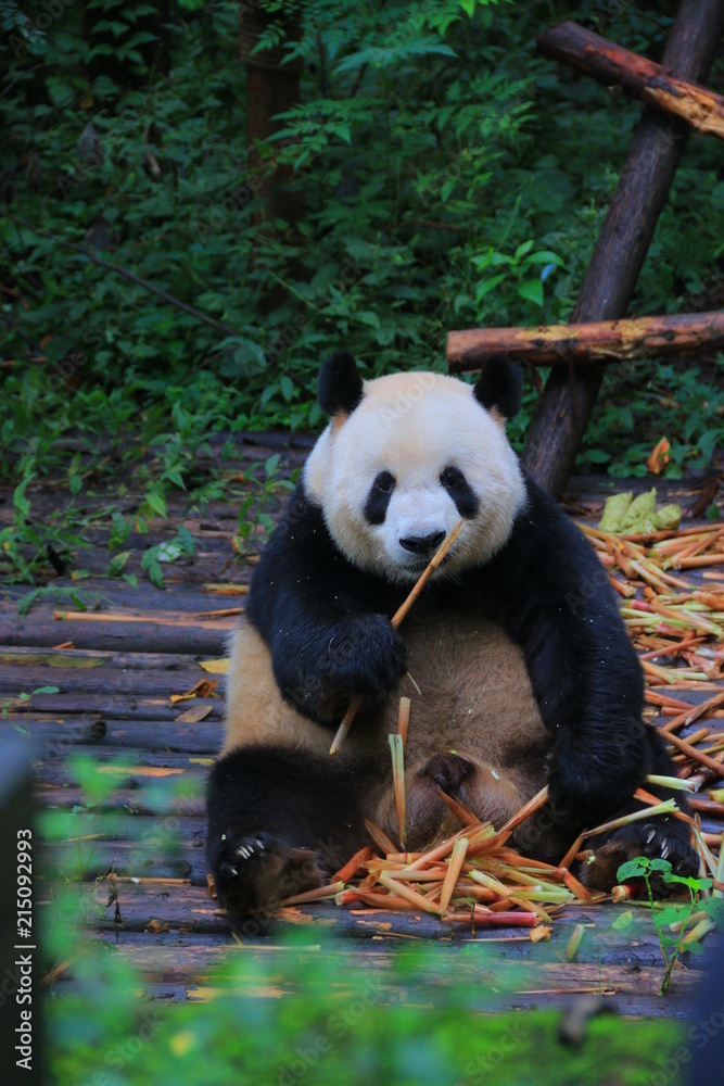 Obraz premium It's mine 