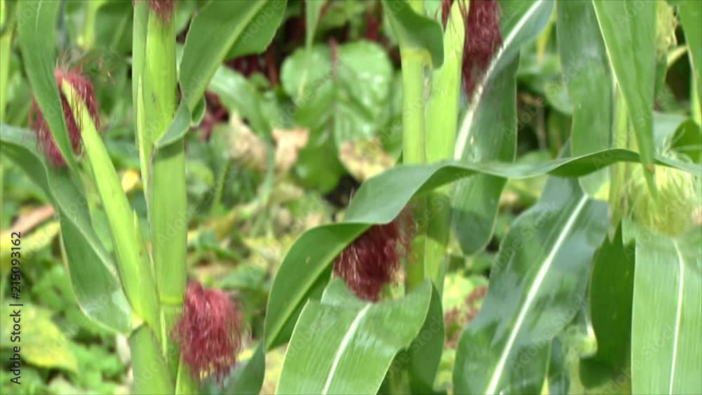 Corn ripens in the garden, plants in the rain. Natural organic vegetables grow in the garden. Watering. Corn ripens in the garden, plants in the rain. Natural organic vegetables grow in the garden. Watering.
