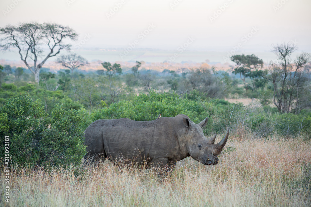 Wide angle of curious Rhino standing in the grass surrounded by trees and bushes Wide angle of curious Rhino standing in the grass surrounded by trees and bushes