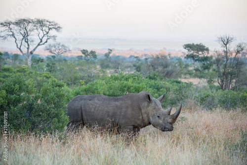 Wide angle of curious Rhino standing in the grass surrounded by trees and bushes
