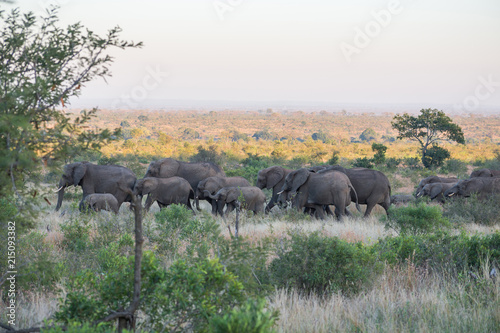 A herd of elephant walking in a line