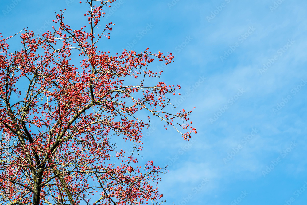 Branches of Siberian crab apple against blue sky on sunny day Branches of Siberian crab apple against blue sky on sunny day