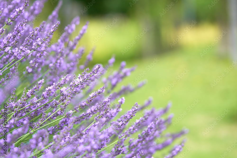 Purple lavender holds a bouquet in the middle of a beautiful flower. Lavender is a mixture of herbs into medicines. And extract the essential oil. Concept of medicine, treatment and health