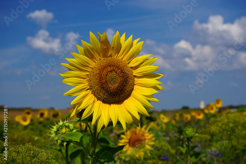 Sonnenblume  helianthus annuus  sunflower 