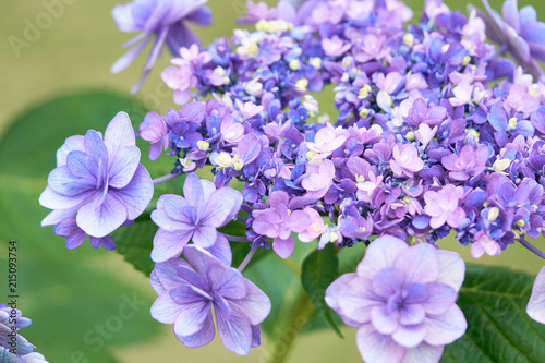 Closeup of green hydrangea (Hydrangea macrophylla) are blooming in spring and summer at a town garden. The Japanese call this 