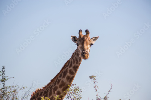Fototapeta Naklejka Na Ścianę i Meble -  Giraffe head on with blue sky background