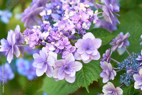 Closeup of green hydrangea  Hydrangea macrophylla  are blooming in spring and summer at a town garden. The Japanese call this  Ajisai flower .